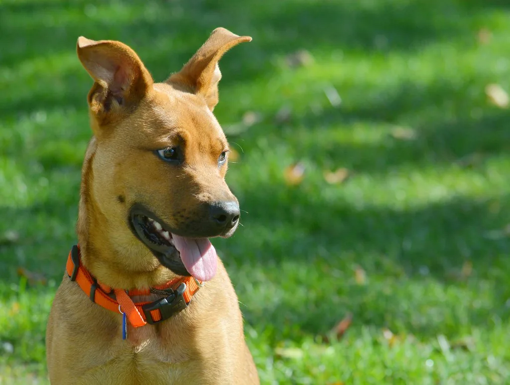 Perro atento mirando de cerca al aire libre