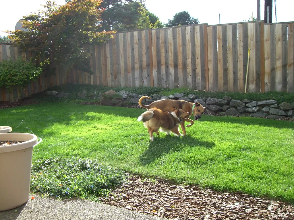 Dos perros jugando juntos en el patio