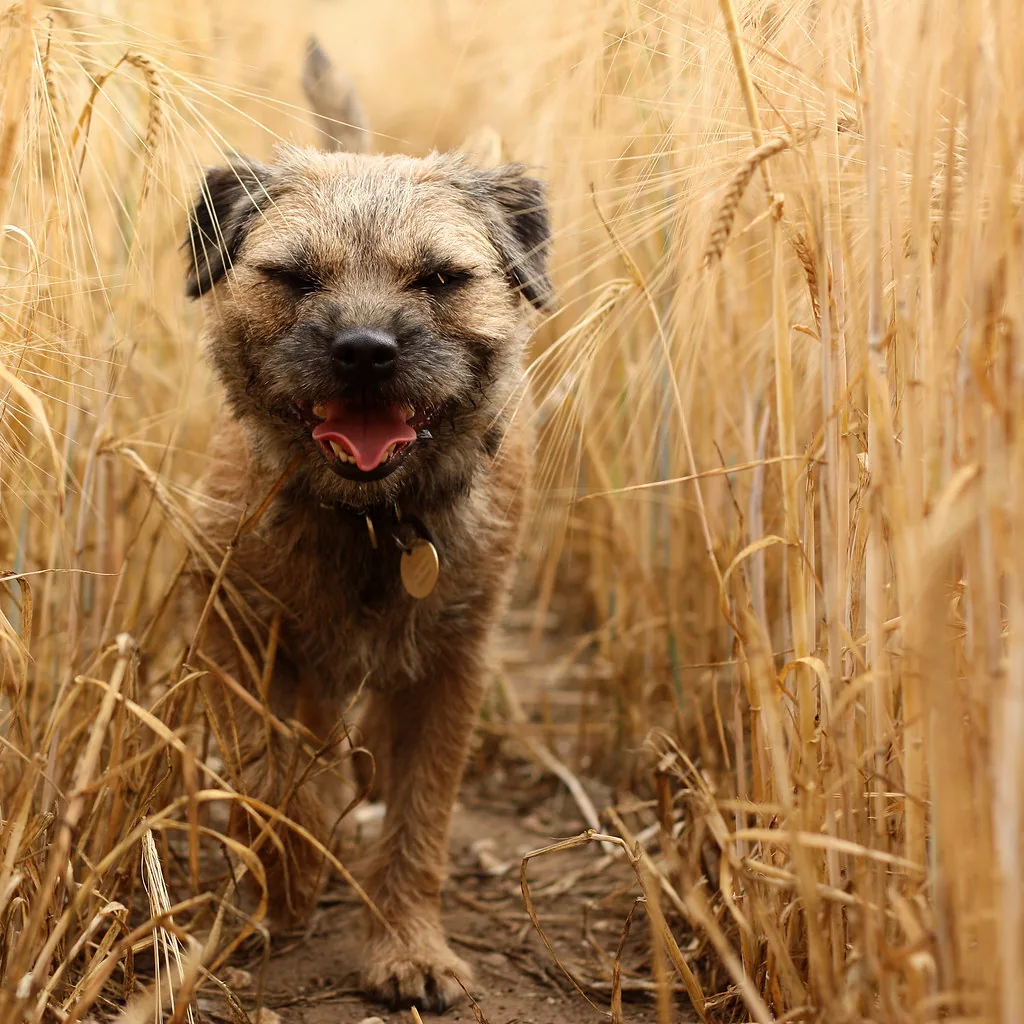 Perro corriendo feliz entre la hierba