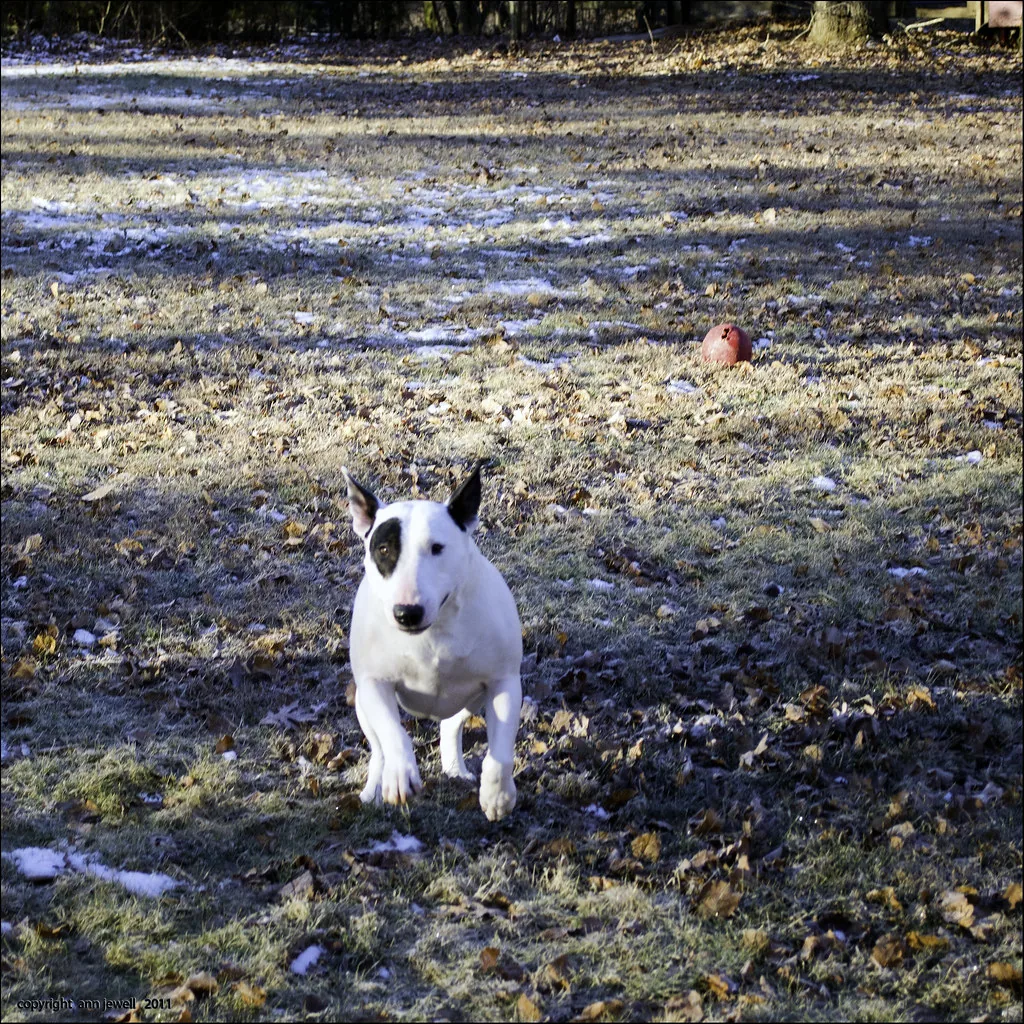 Perro blanco corriendo al aire libre