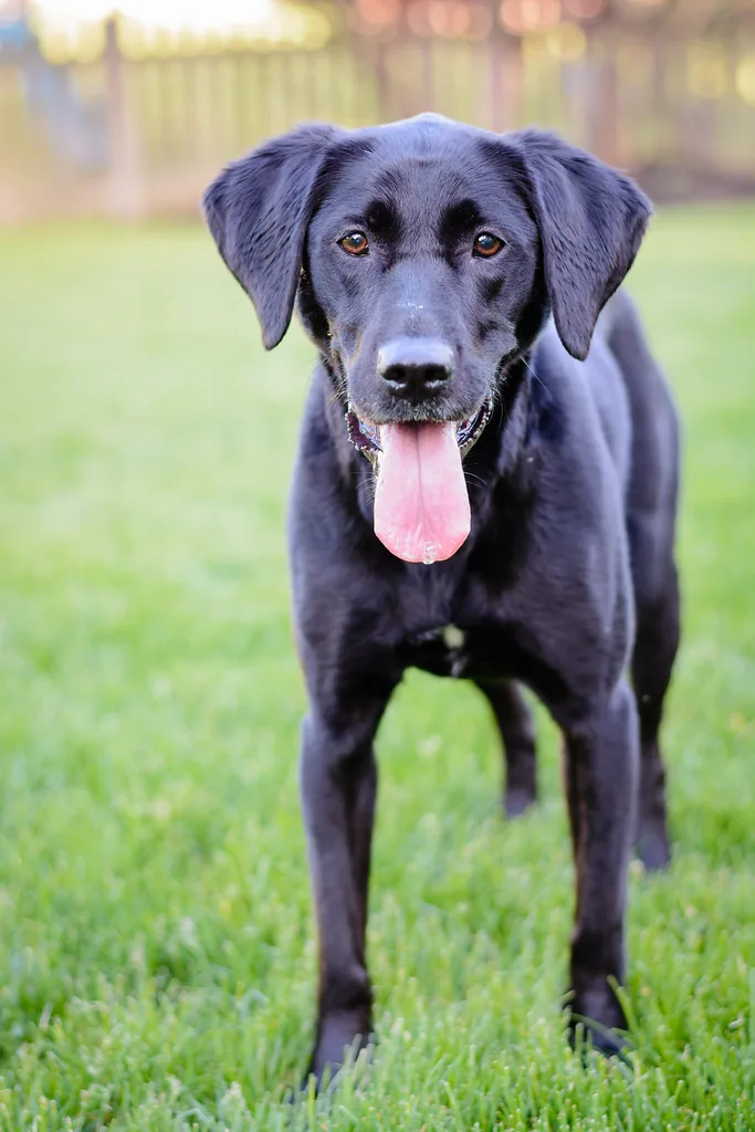 Perro negro atento, de pie en el pasto de su casa