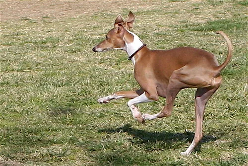 Perro corriendo en el pasto