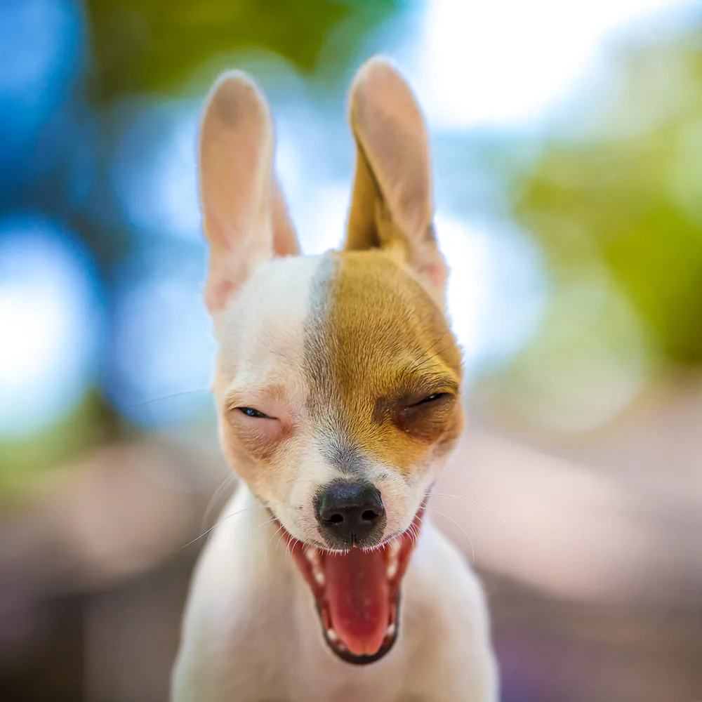 Perro pequeño de pelo claro, limpio y sonriente