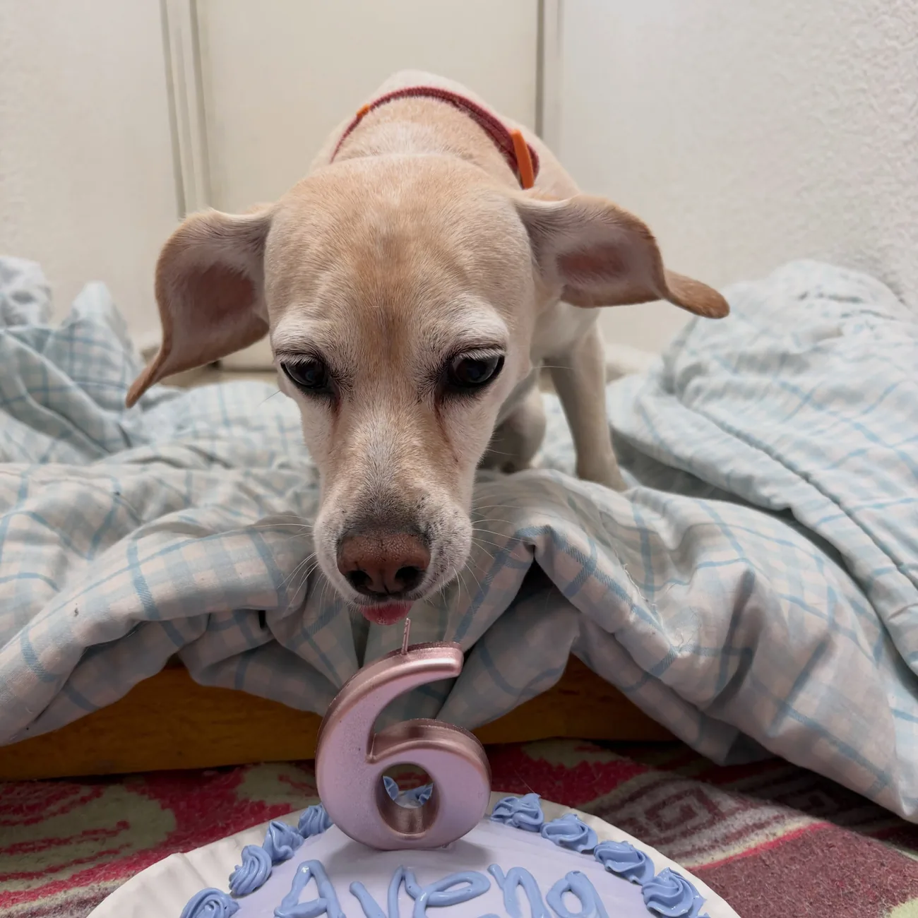 Perro pequeño con diadema de fiesta, recostado junto a su pastel de cumpleaños