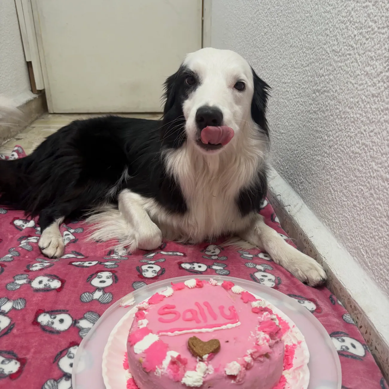 Border collie blanco y negro detrás de su pastel de cumpleaños