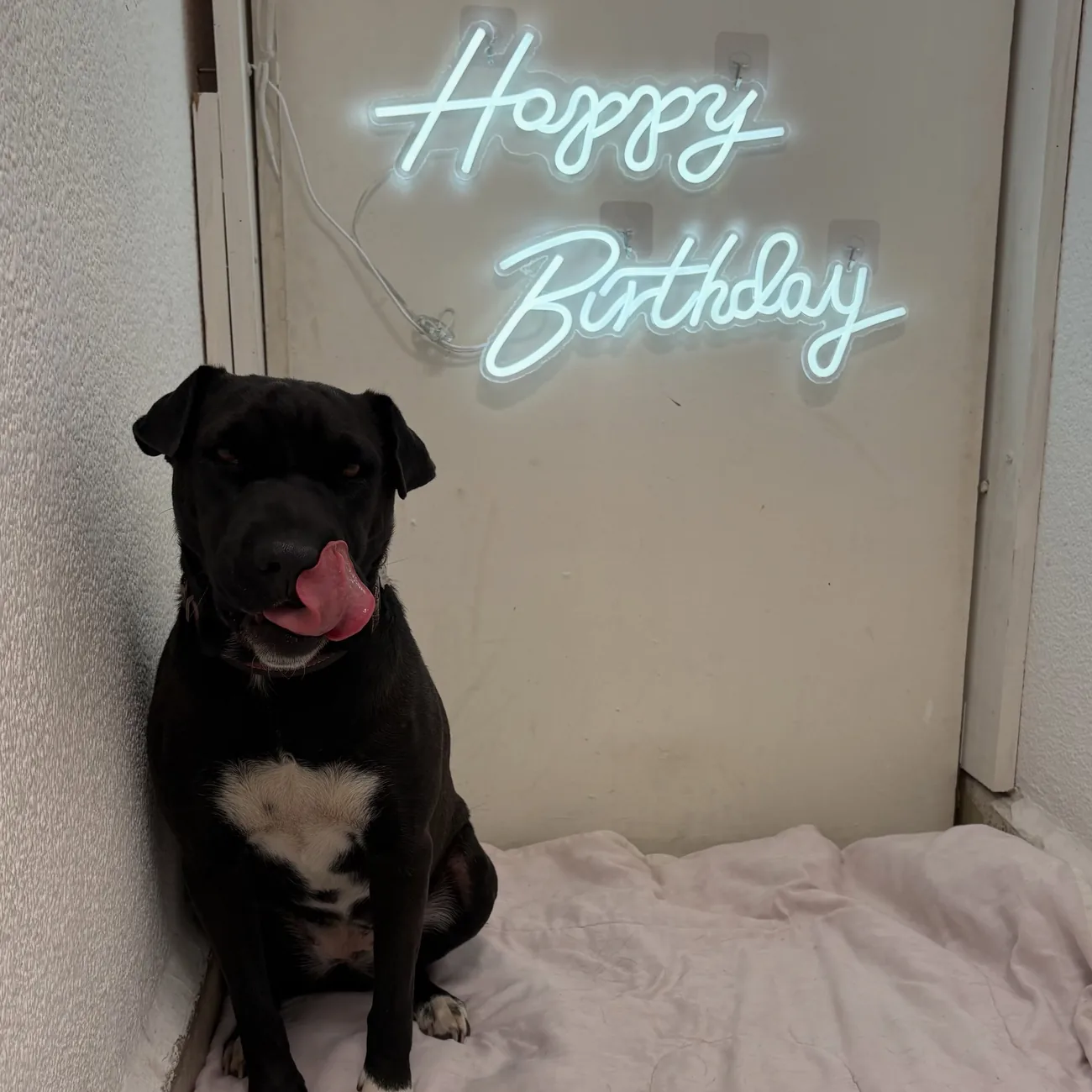 Perro negro con la lengua fuera, sentado junto a su pastel de cumpleaños