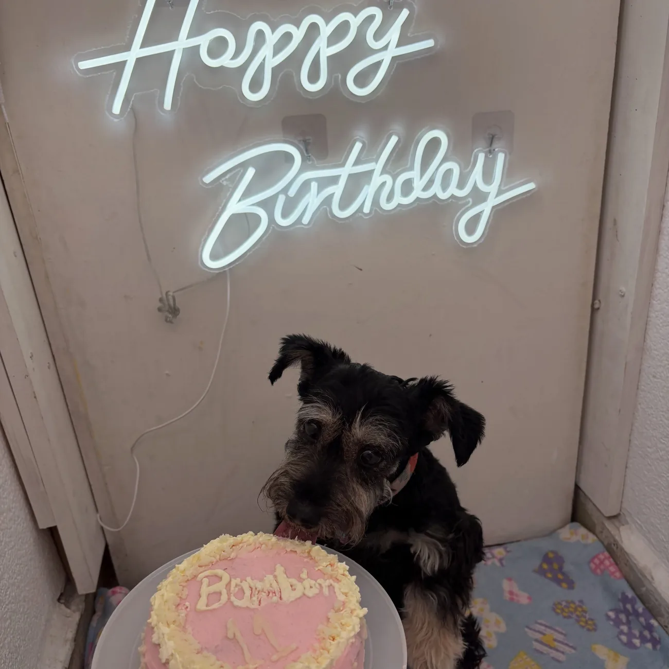 Schnauzer sentado frente a un pastel de cumpleaños rosa