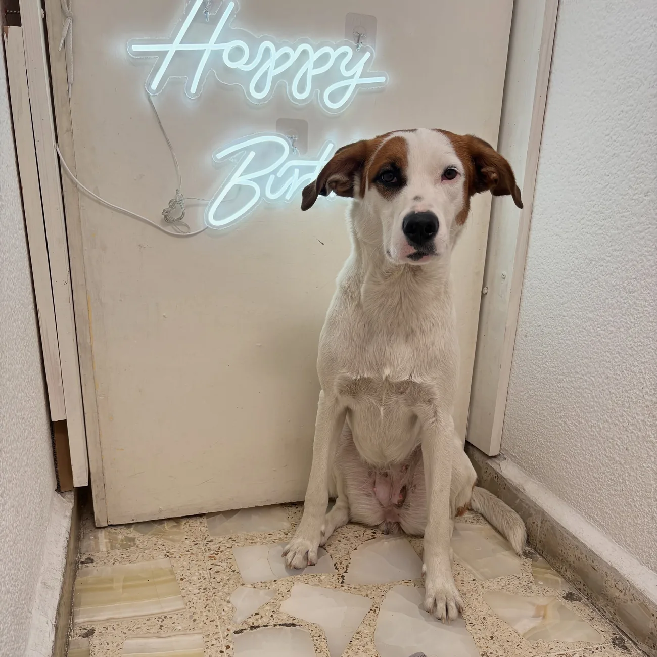 Perro blanco y marrón sentado junto a su pastel de cumpleaños