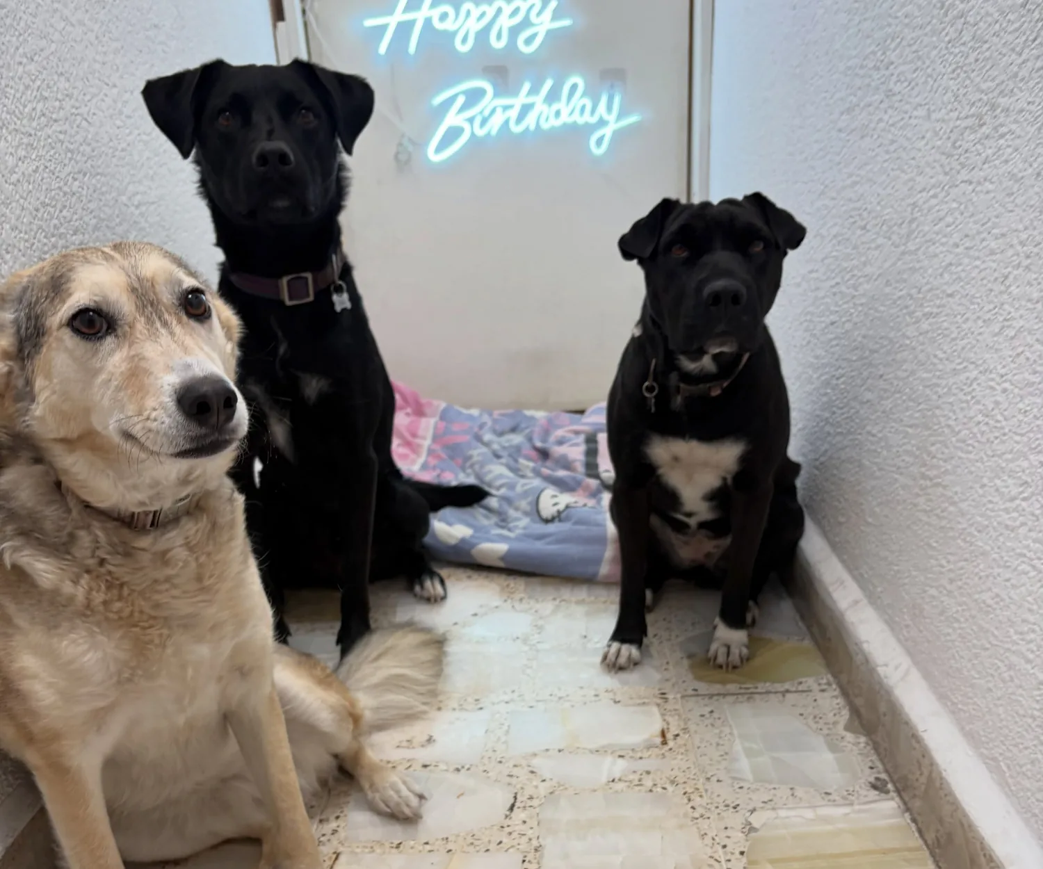 Tres perros sentados juntos en la zona de descanso de la guardería