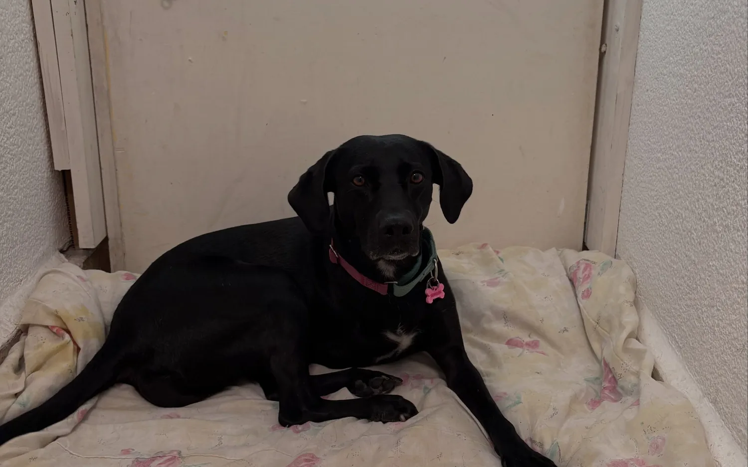 Perro negro descansando tumbado sobre una manta bajo techo