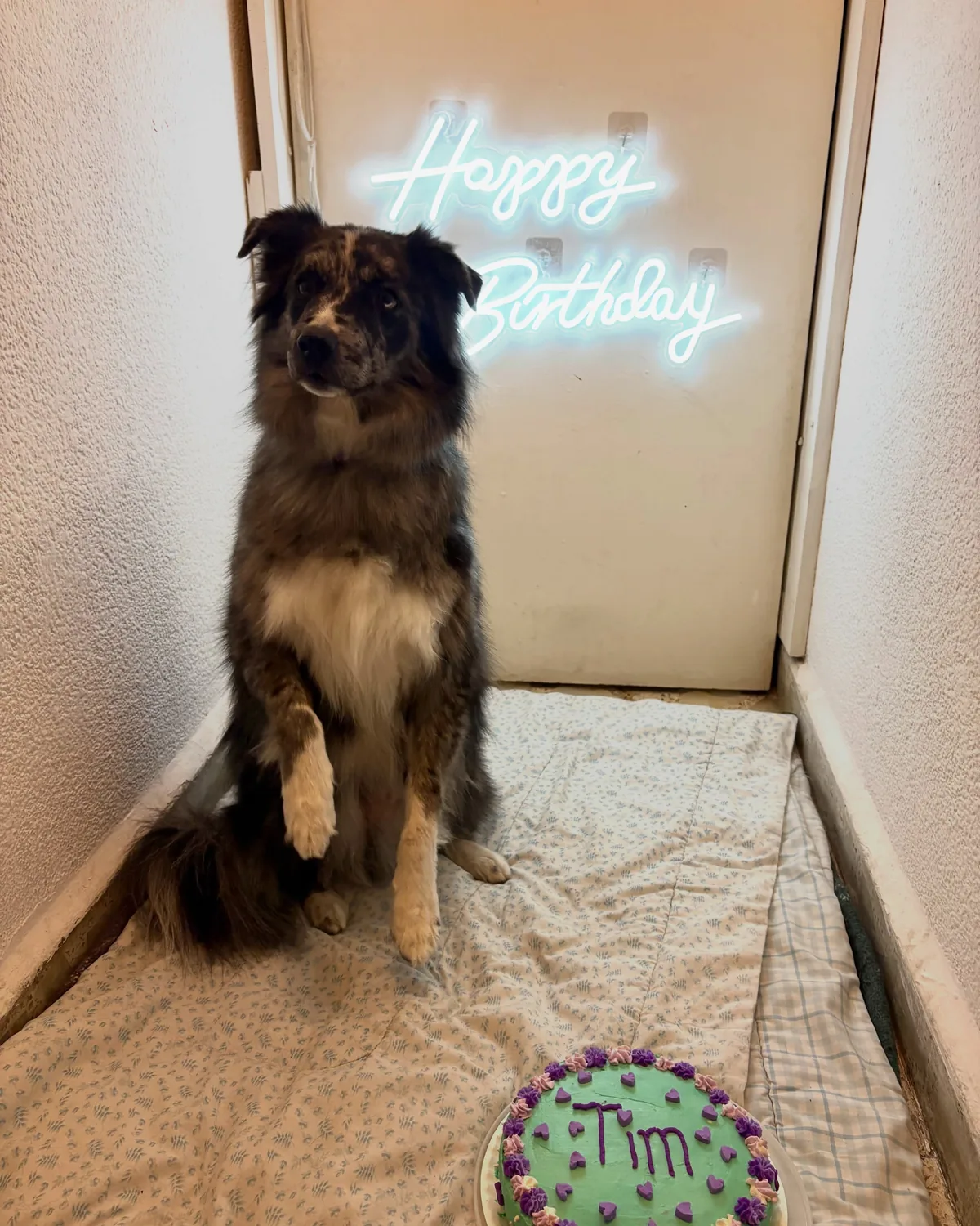 Pastor australiano sentado y atento, con una pata levantada, junto a su pastel de cumpleaños