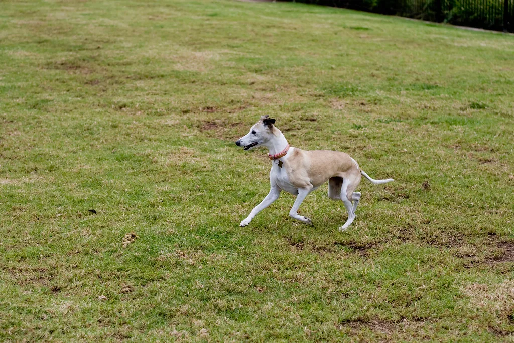 Perro trotando en un campo abierto