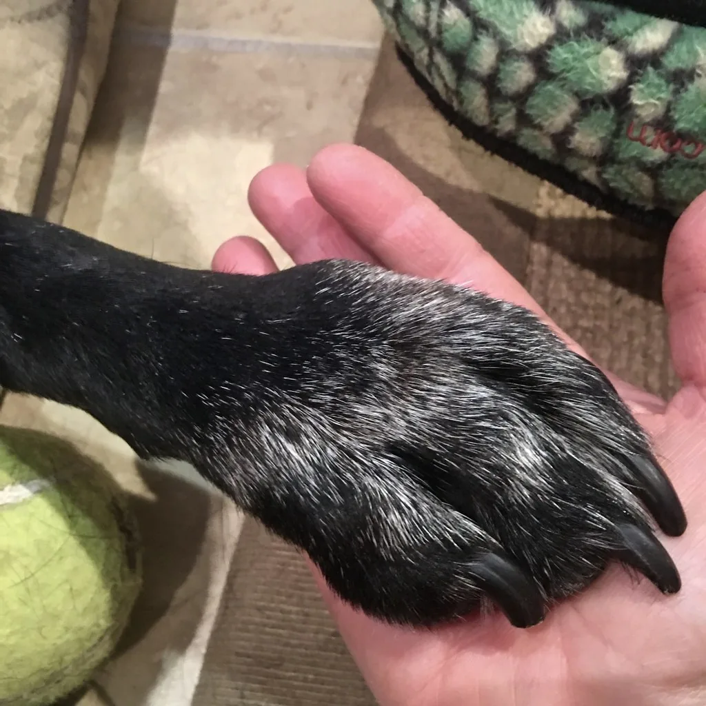 Primer plano de la pata de un perro en una mano